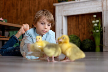 Happy beautiful child, kid, playing with small beautiful ducklings or goslings,, cute fluffy animal birds - 791473815