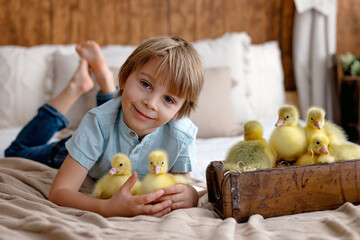 Happy beautiful child, kid, playing with small beautiful ducklings or goslings,, cute fluffy animal birds - 791473818