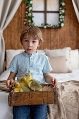 Happy beautiful child, kid, playing with small beautiful ducklings or goslings,, cute fluffy animal birds - 791473823