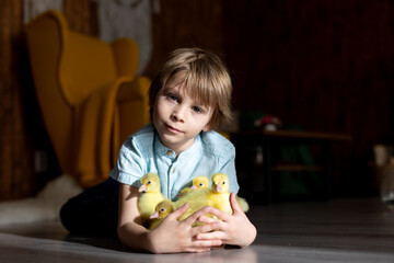 Happy beautiful child, kid, playing with small beautiful ducklings or goslings,, cute fluffy animal birds - 791473827