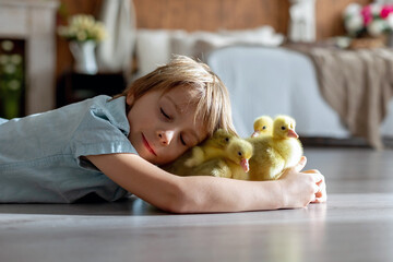 Happy beautiful child, kid, playing with small beautiful ducklings or goslings,, cute fluffy animal...