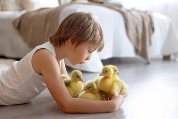 Happy beautiful child, kid, playing with small beautiful ducklings or goslings,, cute fluffy animal birds - 791473836