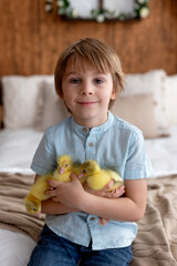 Happy beautiful child, kid, playing with small beautiful ducklings or goslings,, cute fluffy animal birds - 791473837