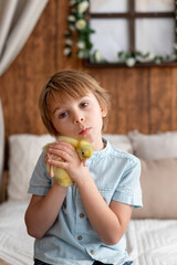 Happy beautiful child, kid, playing with small beautiful ducklings or goslings,, cute fluffy animal birds - 791473851