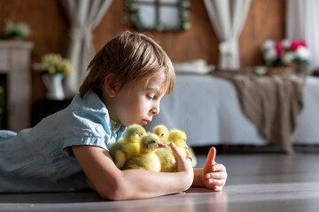 Happy beautiful child, kid, playing with small beautiful ducklings or goslings,, cute fluffy animal birds - 791473852