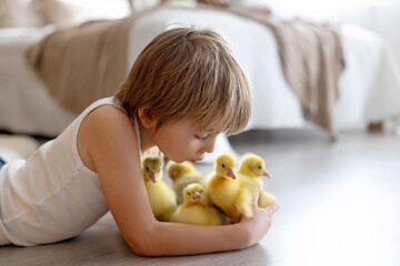 Happy beautiful child, kid, playing with small beautiful ducklings or goslings,, cute fluffy animal birds - 791473853