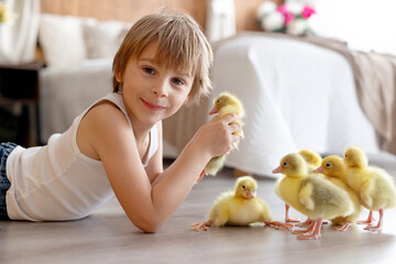Happy beautiful child, kid, playing with small beautiful ducklings or goslings,, cute fluffy animal birds - 791473859