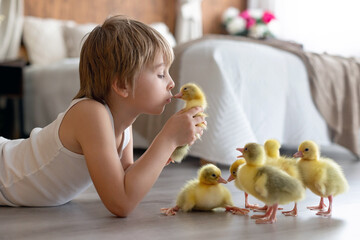 Happy beautiful child, kid, playing with small beautiful ducklings or goslings,, cute fluffy animal birds - 791473863
