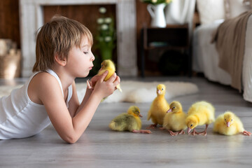Happy beautiful child, kid, playing with small beautiful ducklings or goslings,, cute fluffy animal birds - 791473868