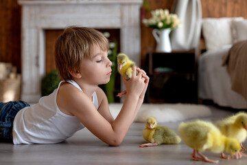 Happy beautiful child, kid, playing with small beautiful ducklings or goslings,, cute fluffy animal birds - 791473869