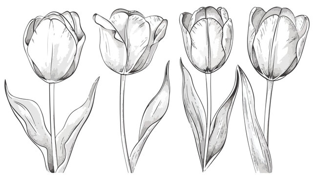 Beautiful tulip flowers hand drawn with contour lines