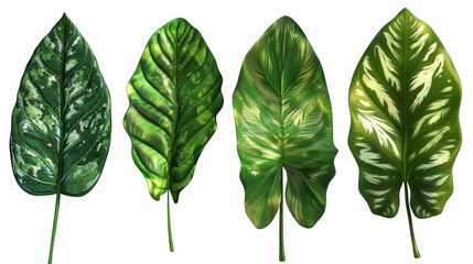 Four different types of leaves are shown in a row