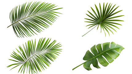 Four different types of leaves are shown in the image, each with a unique shape