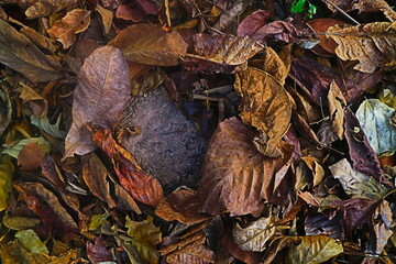fallen leaves on the ground 