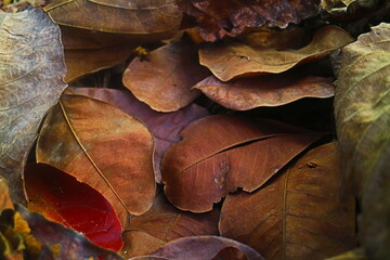 Leaves background 