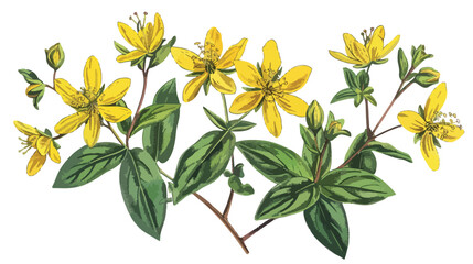 Colorful botanical drawing of St Johns wort in bloom.