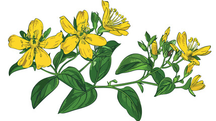 Colorful botanical drawing of St Johns wort in bloom. - obrazy, fototapety, plakaty
