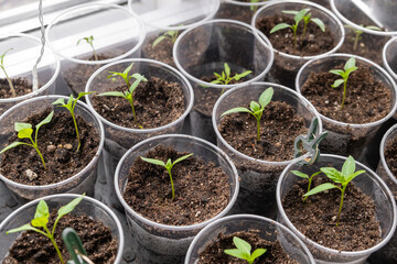 Young sprouts tomato, showcasing the growth of tomato seedlings