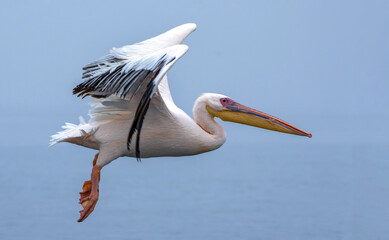 Fototapeta na wymiar Great White Pelican (Pelecanus onocrotalus) flying in the morning near Pelican Point in the Lagoon of Walvis Bay