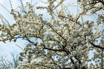blooming trees in spring