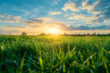 Naklejka premium Beautiful green grass field landscape with blue sky at sunset