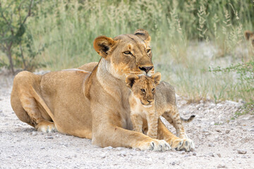 Lion mother with cub. This lioness was resting with her cubs in Etosha National Park in Namibia. The lioness wants to rest but the cubs want to play and drink. Nice lion interaction.
