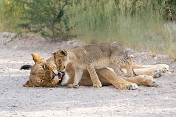 Lion mother with cub. This lioness was resting with her cubs in Etosha National Park in Namibia. The lioness wants to rest but the cubs want to play and drink. Nice lion interaction.