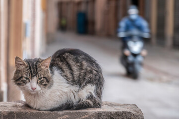 Street cat of Marrakesh, Morocco. In the Medina