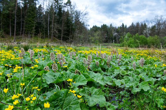 Wiosenne podmokłe łąki i olsy zdobią  Kaczeńce (Caltha palustris L.) 
