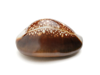 Snakehead cowry, Monetaria caputserpentis isolated on white background. Image taken with focus stacking technique for improved sharpness.	