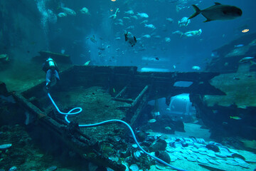 Diver cleans an aquarium with sharks and old wooden ship