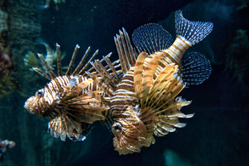 The red lionfish (Pterois volitans) in the water