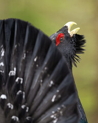 Western capercaillie closeup in the forest