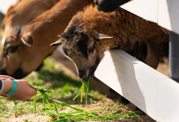 A boy feeds a brown cameroonian sheep grass in a petting zoo. Be closer to animals and nature. Close up