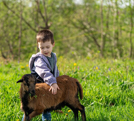 Three year old caucasian toddler boy petting a cameroonian sheep. Friendship with the animal. Petting zoo. Sunny spring day