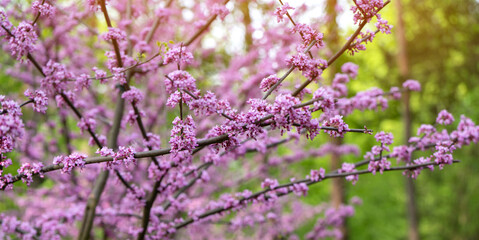 American Eastern Redbud Tree or Cercis canadensis blossoming in a park close up. Selective focus....