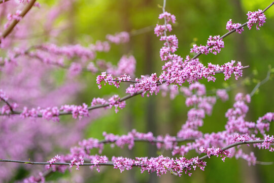 American Eastern Redbud Tree or Cercis canadensis blossoming in a park close up. Selective focus. Nature concept