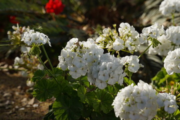 White geranium bloomed in spring.
