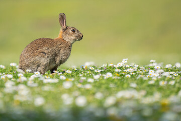 Adult rabbit sitting in a green grass field full with daisy flowers