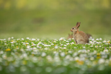 Young rabbit sitting in a green grass field full with daisy flowers
