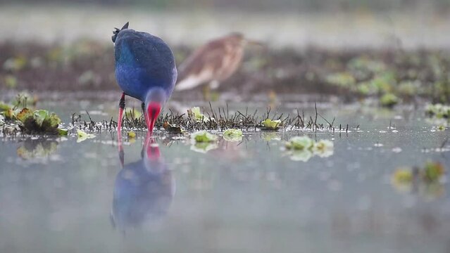 Grey-headed swamphen, Porphyrio poliocephalus Feeding in Morning