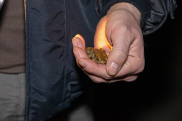 Hand of an adult man holding a small toad.