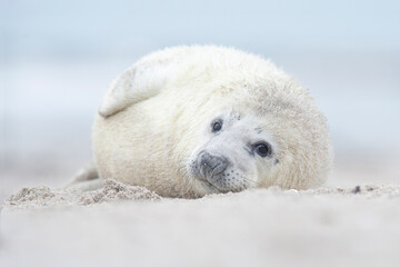 Cute white baby of a grey seal lying on a beach looking at the camera