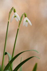 Close up of  two snowdrops in bloom with a natural background