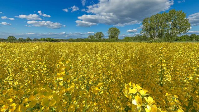 view over a agricultural rapeseed field under a blue summer sky slow motion 60 fps 4k