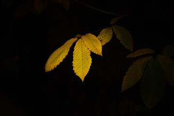 Yellow chestnut leaf in the sunlight  during autumn