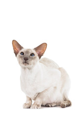 Siamese cat with blue eyes looking up isolated on a white background