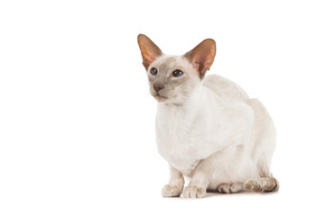 Siamese cat with blue eyes looking away isolated on a white background