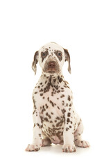 Cute dalmatian puppy with brown spots sitting looking at the camera isolated on a white background