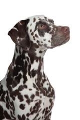 Pretty brown spotted dalmatian dog portrait looking up isolated on a white background